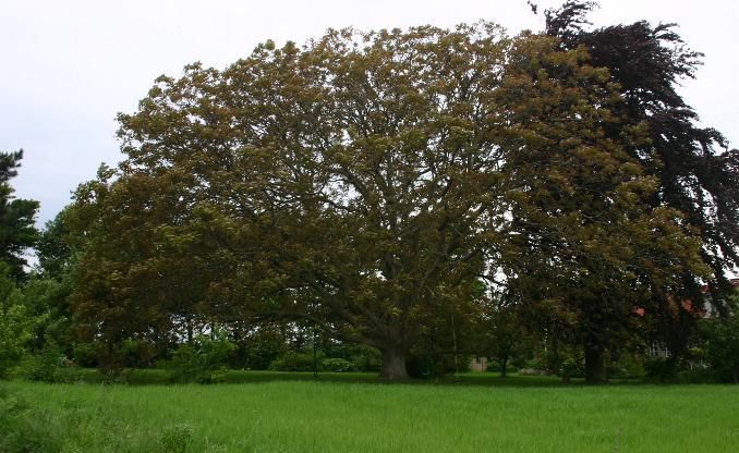 File:Juglans-regia-total.JPG