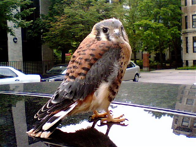 File:Kestrel1.jpg