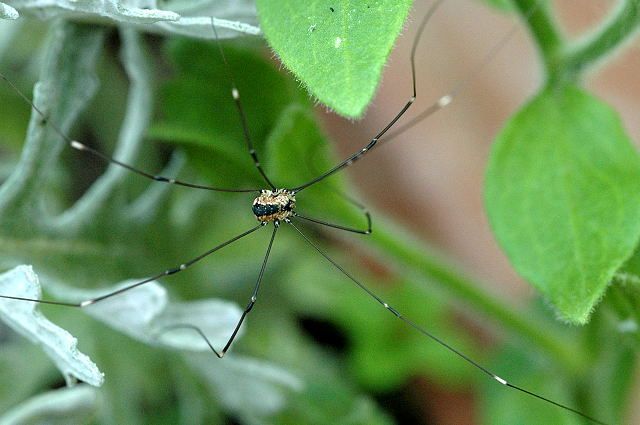 File:Leiobunum.rotundum.female.jpg