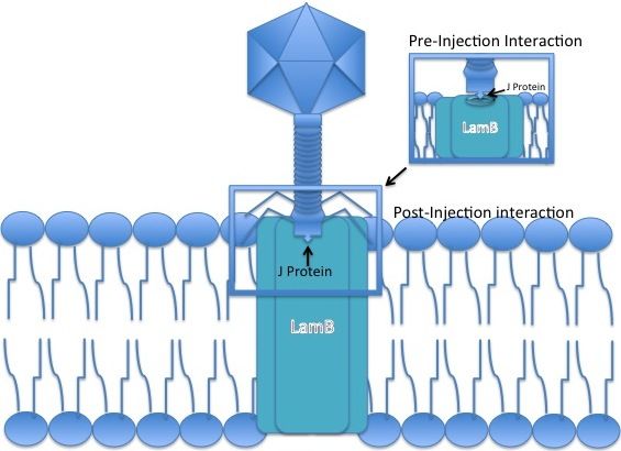 File:MANXYZ permease Step 4.jpg