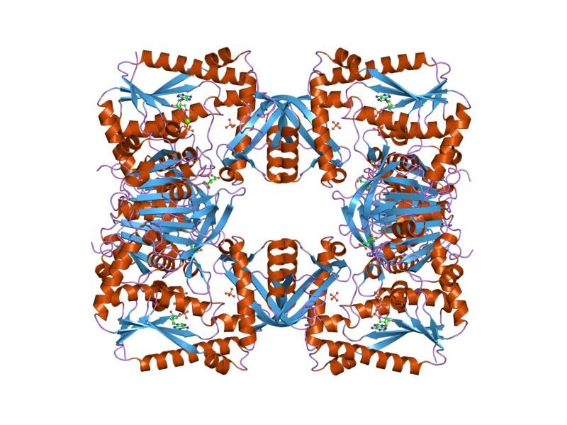 File:PDB 1gpm EBI.jpg