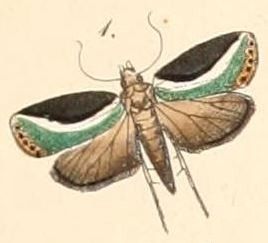 File:Pl.108-01-Ariola ransonneti.JPG