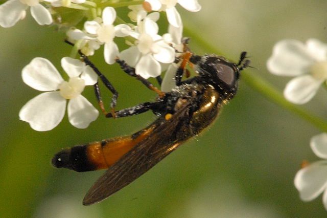 File:Platycheirus.granditarsus.-.lindsey.jpg