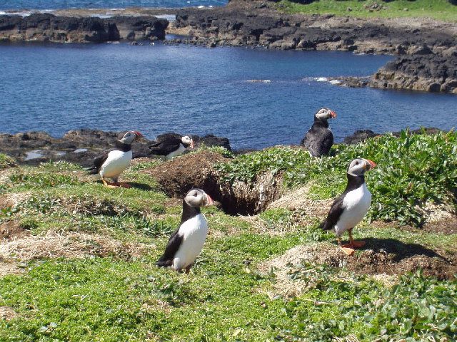 File:Puffins, Lunga.jpg