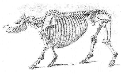 File:Sumatran Rhino skeleton.jpg