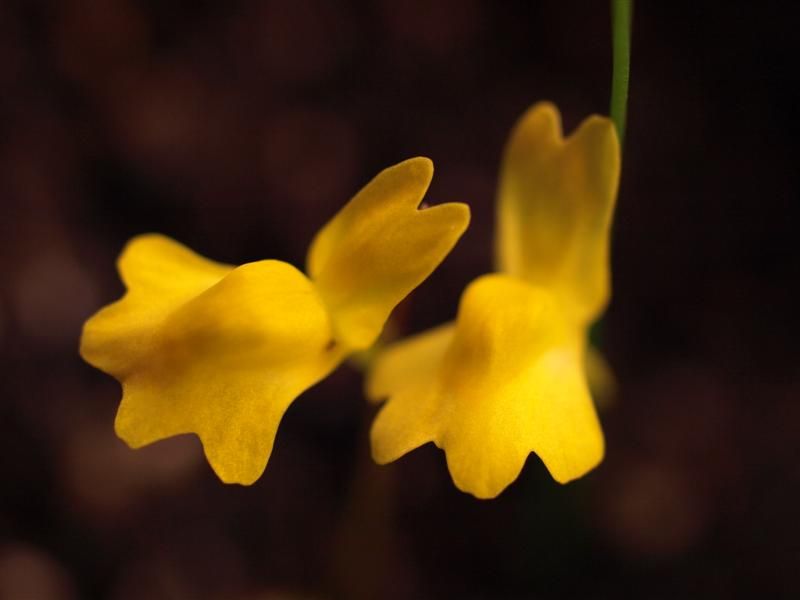 File:Utricularia chrysantha 1.jpg