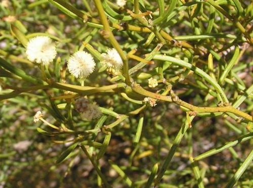 File:Acacia aemula muricata.jpg