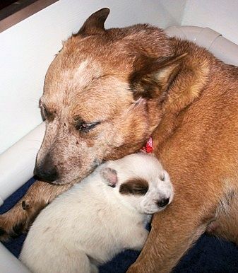 File:Australian Cattle Dog puppy.jpg