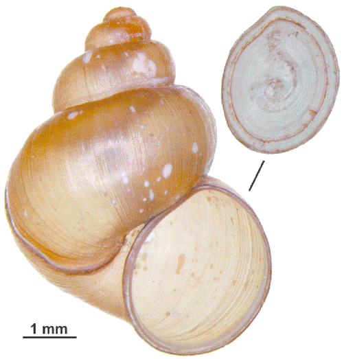 File:Bithynia troschelii.png