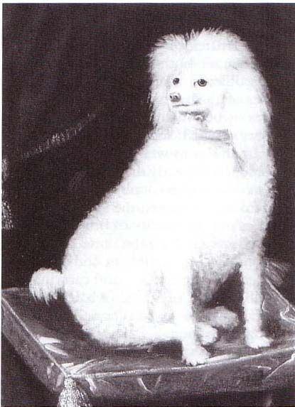 File:Boye, Prince Rupert's Poodle (cropped).jpg