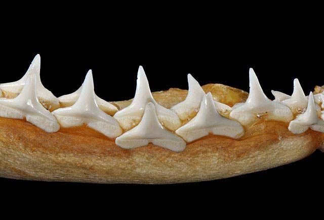 File:Carcharhinus falciformis lower teeth.jpg