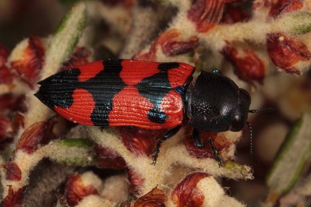 File:Castiarina recta Big Desert Sept15.jpg