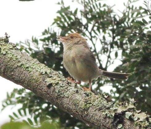 File:Cisticola melanurus, Cuanavale-rivier, a.jpg