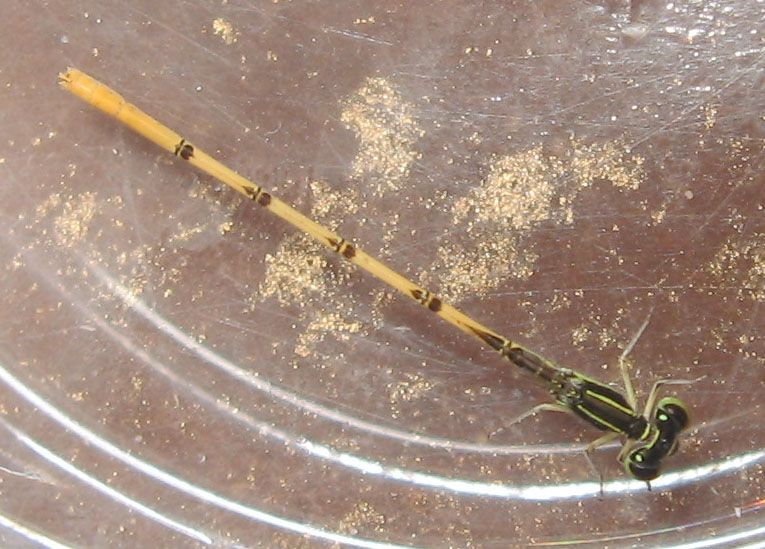 File:Citrineforktail.JPG