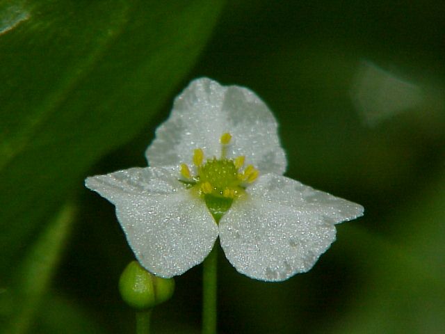 File:Echinodorus isthmicus0.jpg