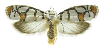 File:Ethmia blaineorum.jpg