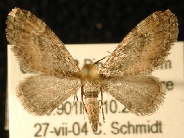 File:Eupithecia coloradensis.jpg