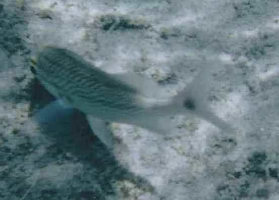 File:Fish Noronha.jpg