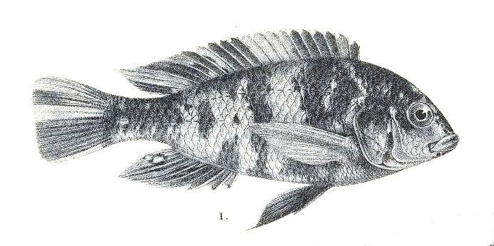 File:Haplochromis bicolor.jpg