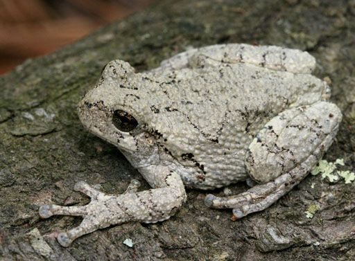 File:Hyla chrysoscelisPCCA20060401-2867B.jpg