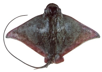 File:Myliobatis hamlyni.jpg