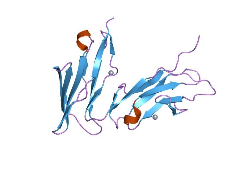 File:PDB 1fnl EBI.jpg