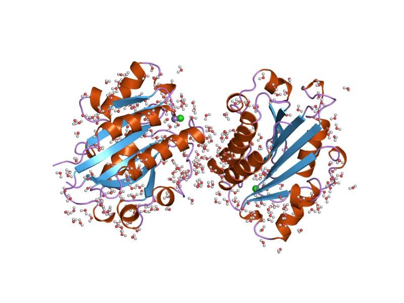 File:PDB 1lfa EBI.jpg