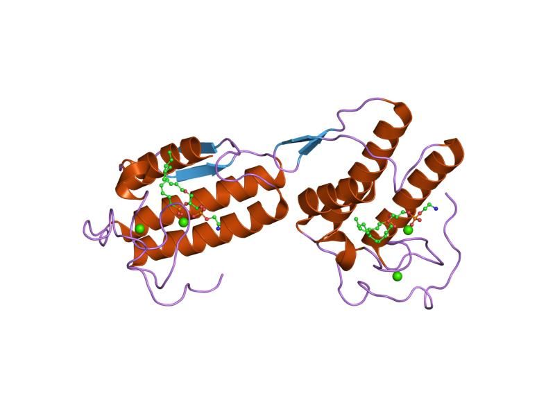 File:PDB 1poe EBI.jpg