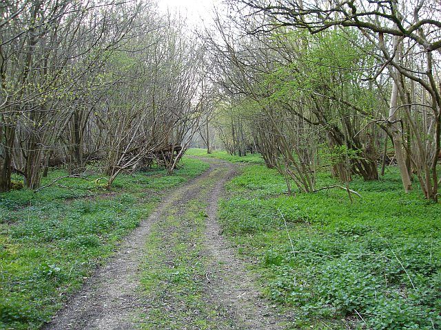 File:Park Wood - geograph.org.uk - 401161.jpg