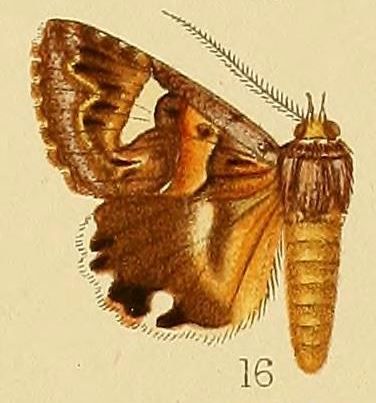 File:Pl.226-16-Cerocala sokotrensis Hampson, 1899.JPG