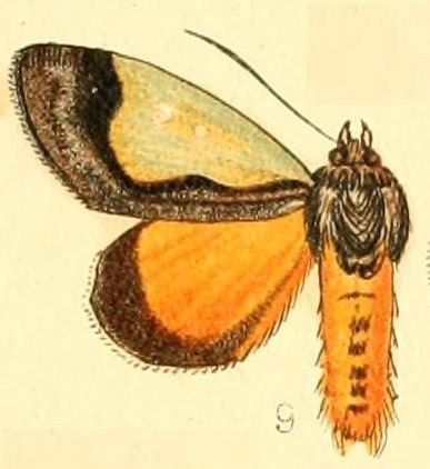 File:Pl.54-09-Tuerta chrysochlora Walker, 1869.JPG