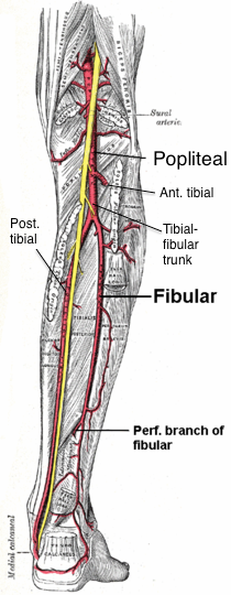 File:Popliteal branches from posterior labeled.png