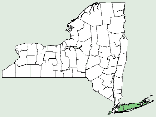 File:Scleria minor NY-dist-map.png