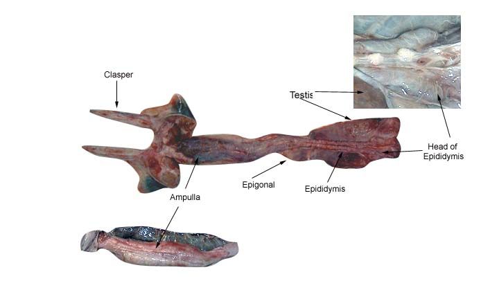 File:Shark male reproductive system.jpg