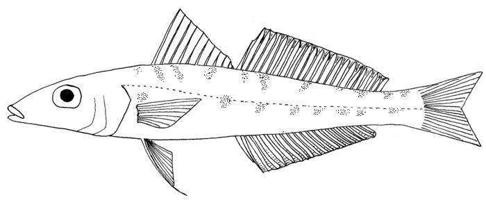 File:Sillago intermedius.jpg