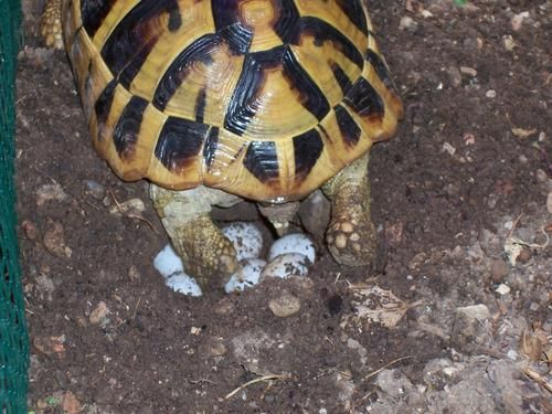 File:Testudo hermanni boettgeri female deposizione.jpg