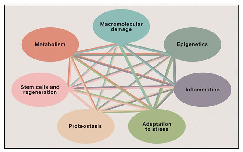 File:The seven pillars of aging.jpg