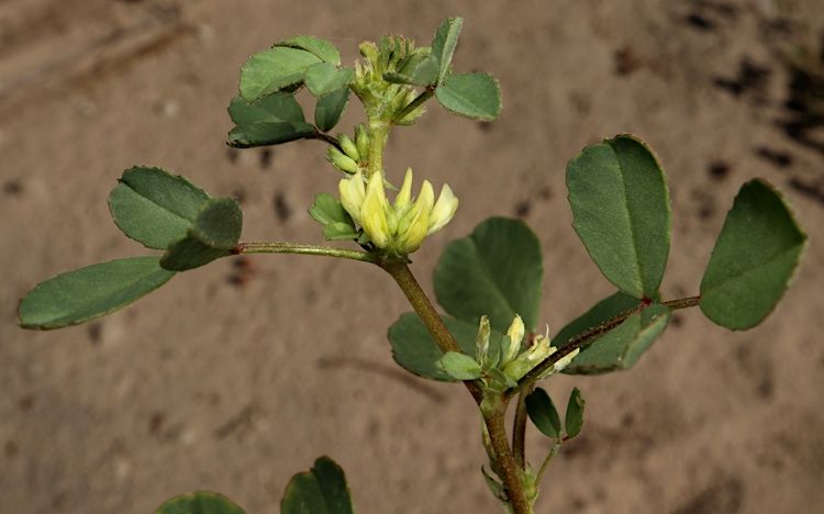 File:Trigonella suavissima.jpg