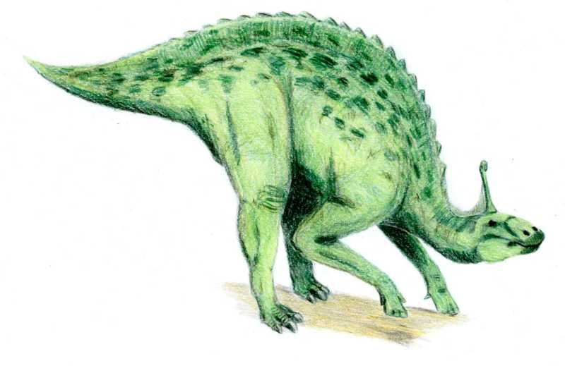 File:Tsintaosaurus.jpg