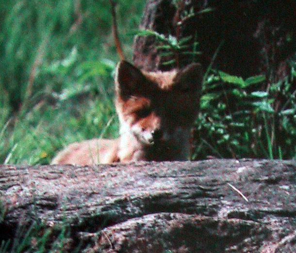 File:Vulpes vulpes kit Finland 2001.jpg