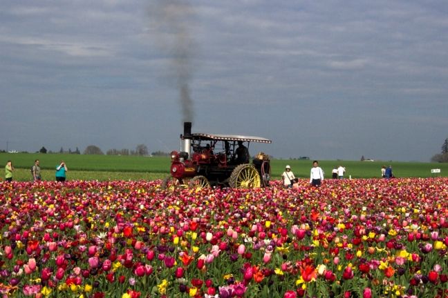 File:WoodburnORtulipfest.jpg