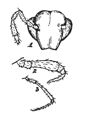 File:Zygonopus whitei Ryder 1881.png