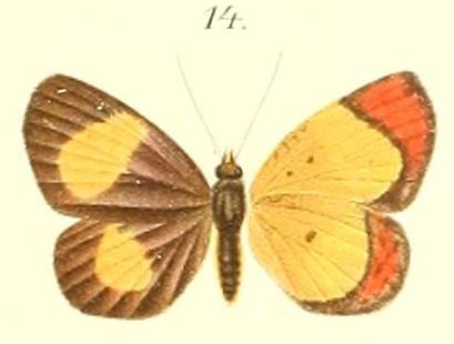 File:14-Cleis hypoleuca=Callidula hypoleuca Butler, 1887.JPG