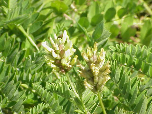 File:Astragalus cicer1.jpg