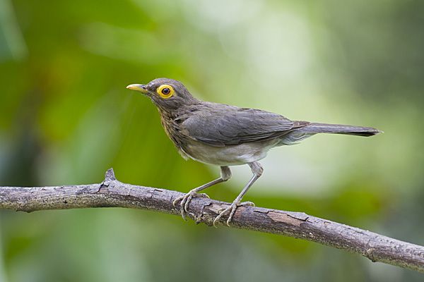 File:Bare-eyed Thrush (5529613751).jpg