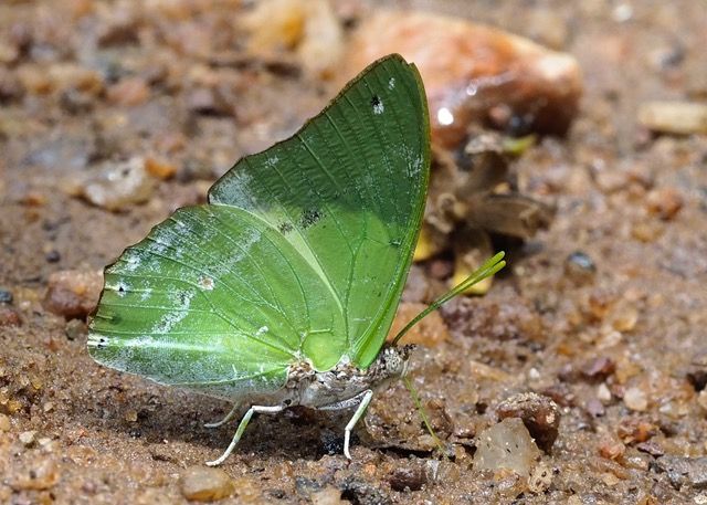 File:Charaxes eupale, Common Green Charaxes (39145798202).jpg