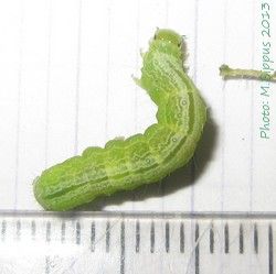 File:Ctenoplusia limbirena-mature caterpillar.jpg