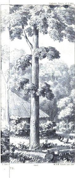 File:Douglas Hamilton, Alan, Teak tree, A.jpg