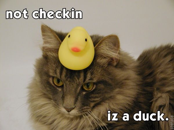 File:Duck test lolcat.jpg