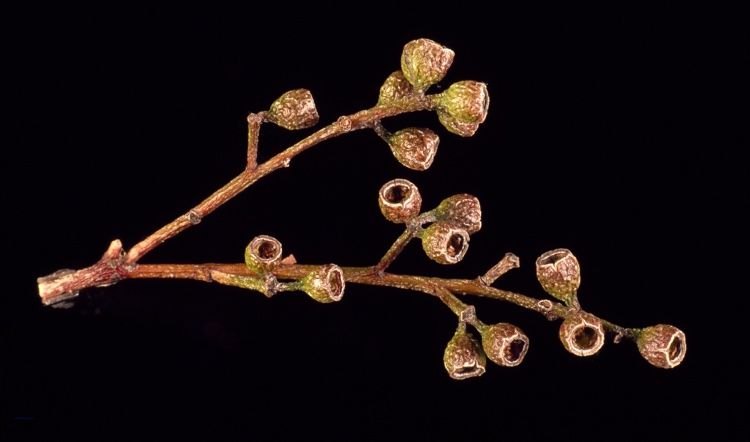 File:Eucalyptus largeana fruit.jpg